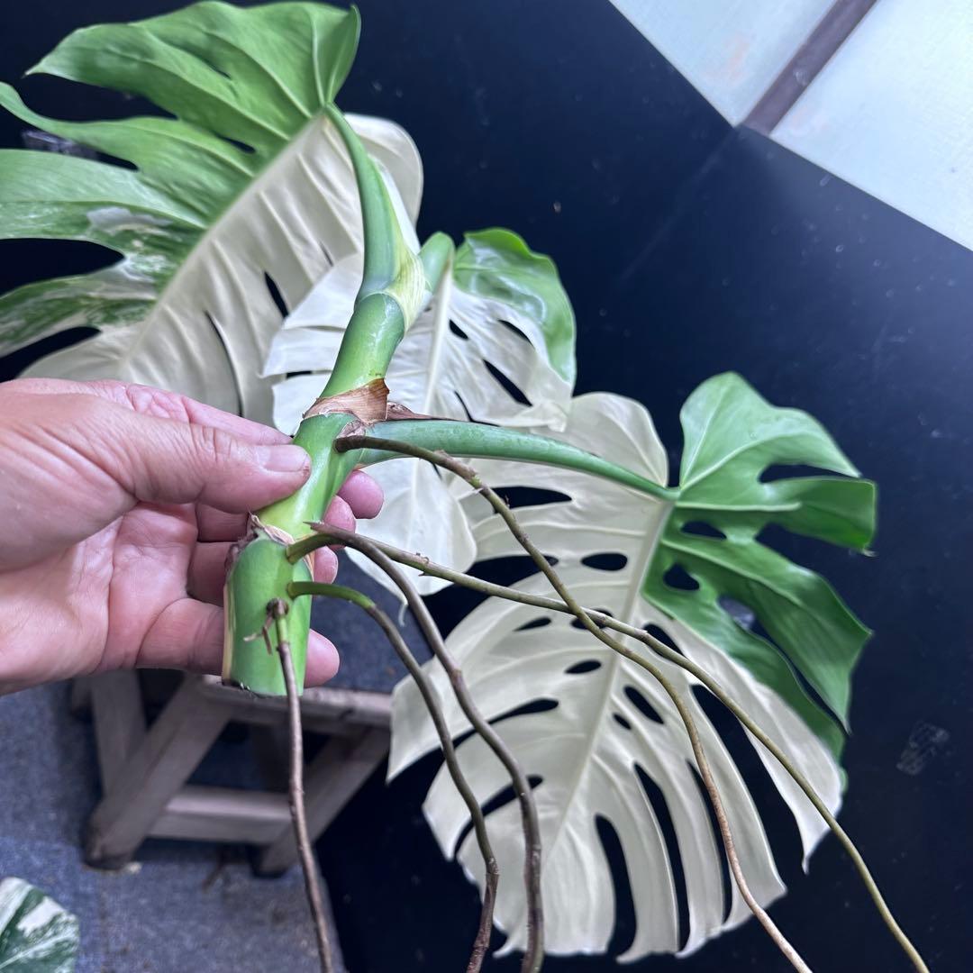 ぶ*こ様 斑入りモンステラホワイトタイガーハーフムーントップカット葉3枚幅75㎝