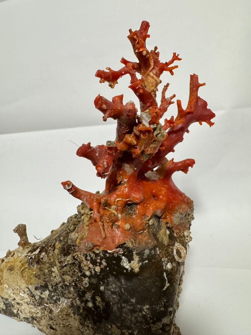 赤い珊瑚の置物 約15cm