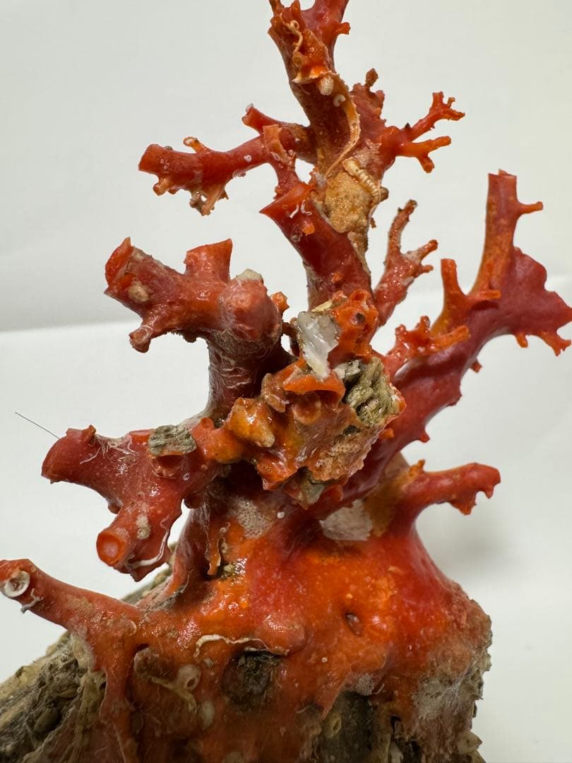 赤い珊瑚の置物 約15cm