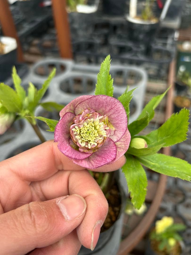 加藤農園 セミダブル クリスマスローズ 同梱可能