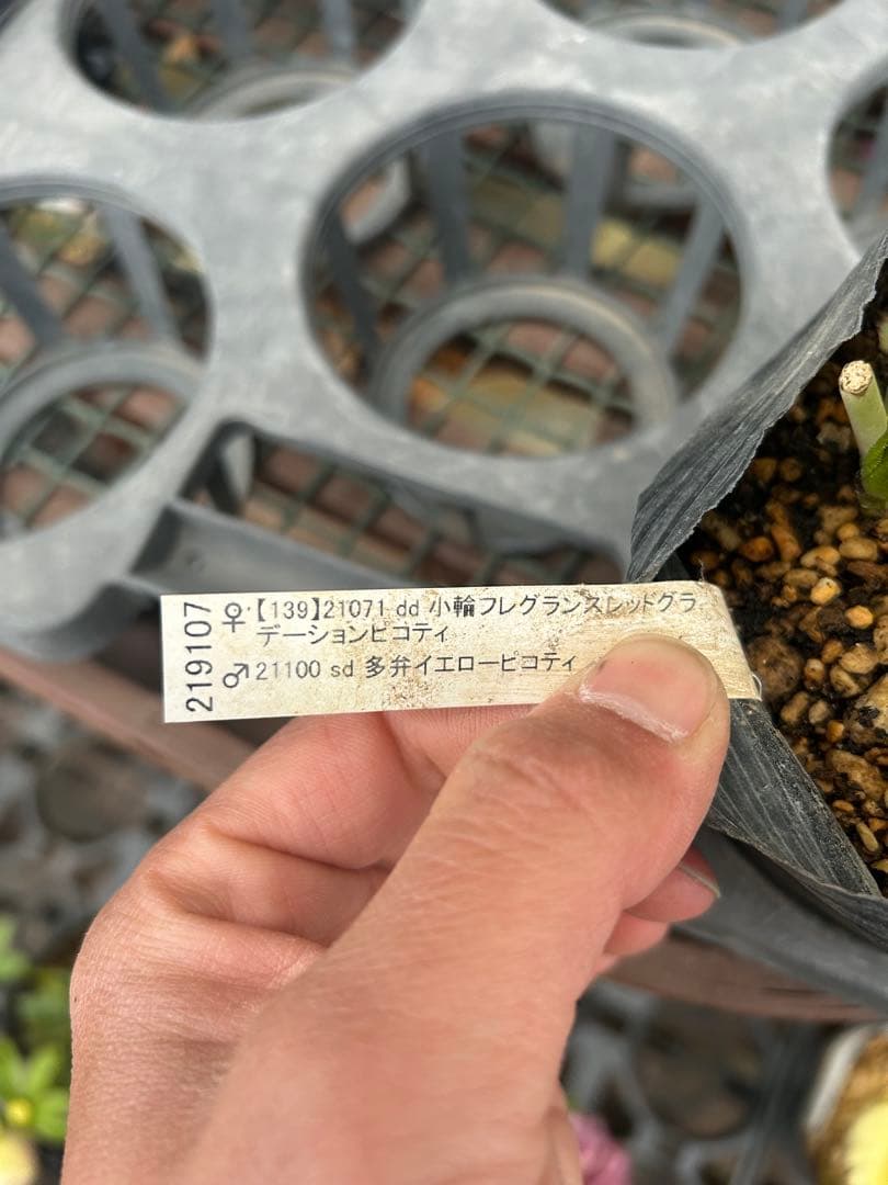 加藤農園 セミダブル クリスマスローズ 同梱可能