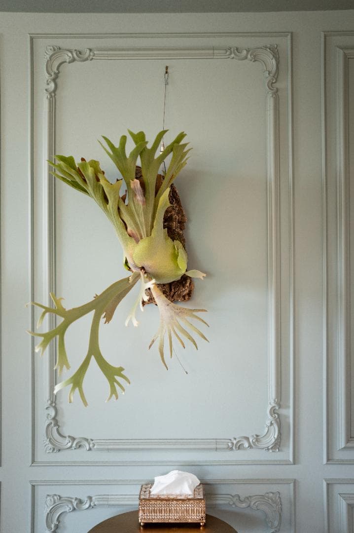 『今が最安値』ビカクシダ JENNY × OMG（親株）