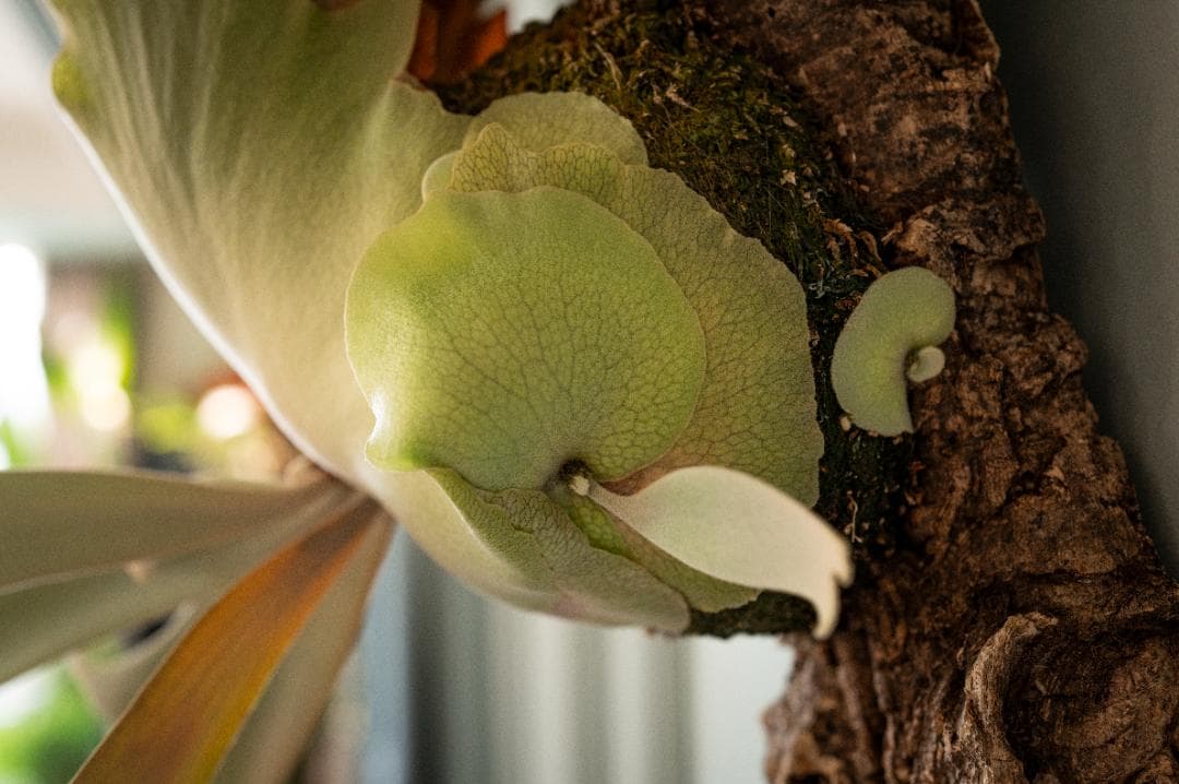 『今が最安値』ビカクシダ JENNY × OMG（親株）