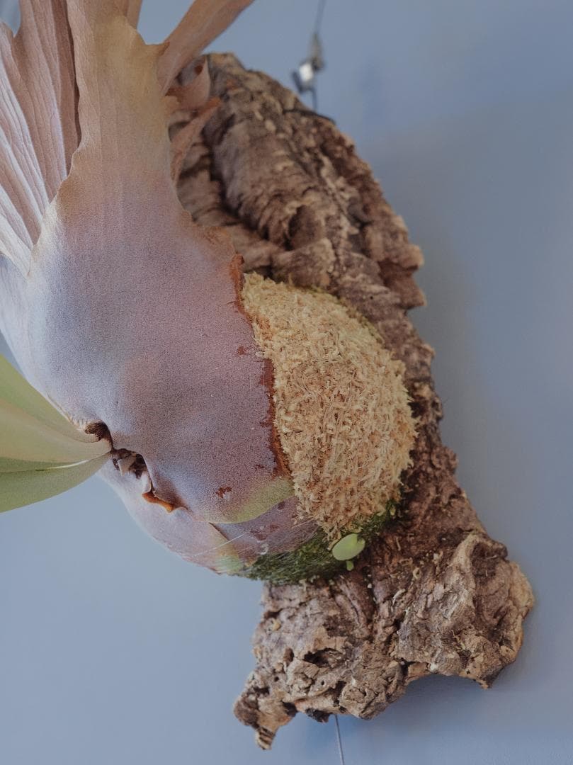 『今が最安値』ビカクシダ JENNY × OMG（親株）