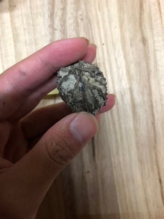 宮沢賢治　バタグルミ化石　土付き⑩