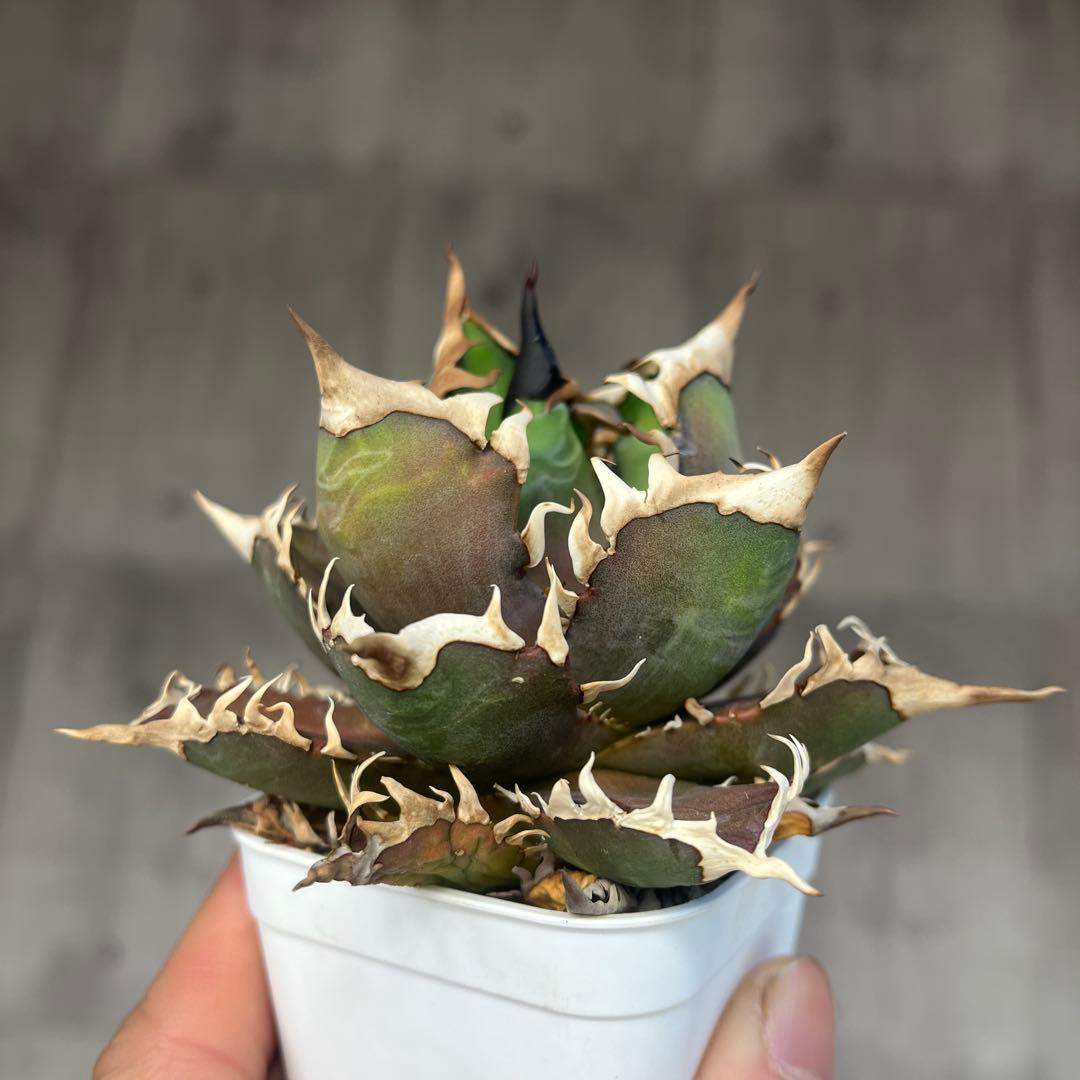 アガベ赤猫ゴリ猫レッドキャットウィーズルコレクション株抜き苗発送