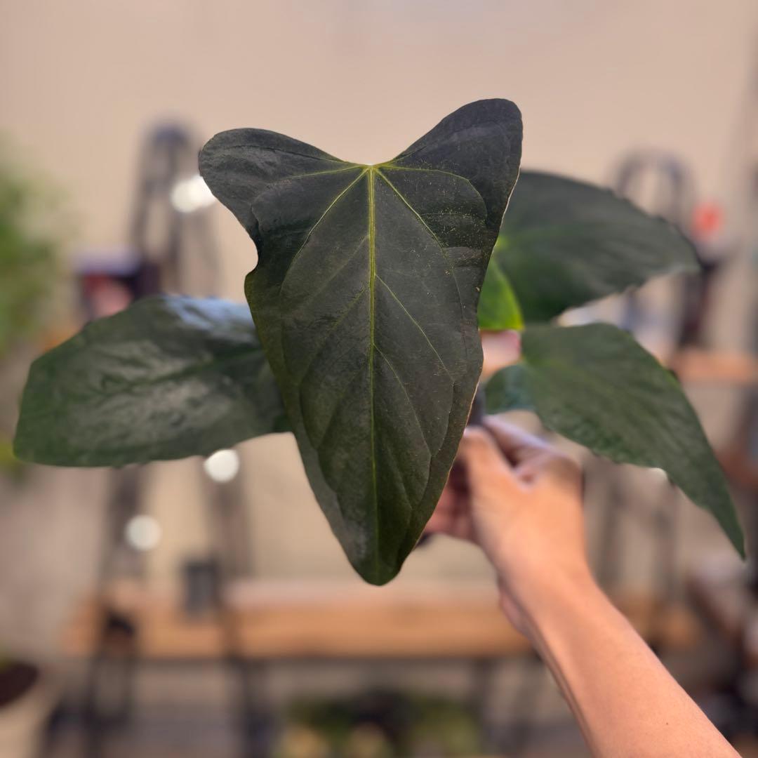 85 アンスリウム　ポルティラエ　ダークフォーム　オープンサイナス