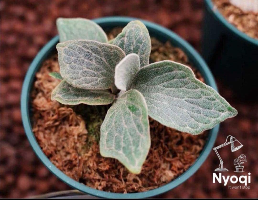 まはろAnapat#9/Wings of Angel/Jewel