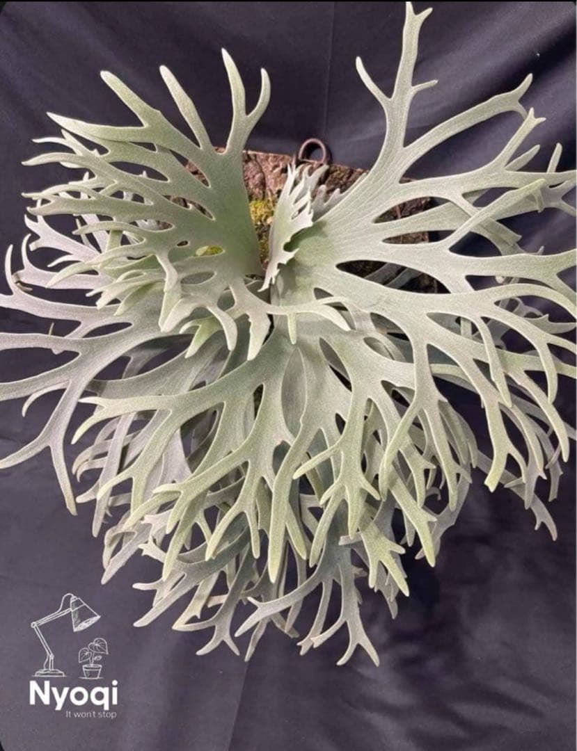 まはろAnapat#9/Wings of Angel/Jewel