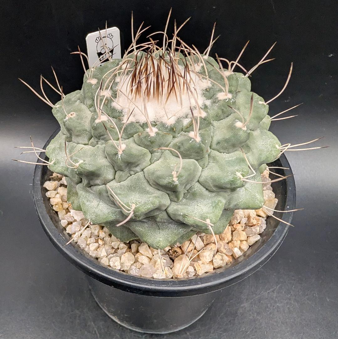 1*o様 菊水 大型タイプ国内実生 鉢植え メルカリ便送料込み