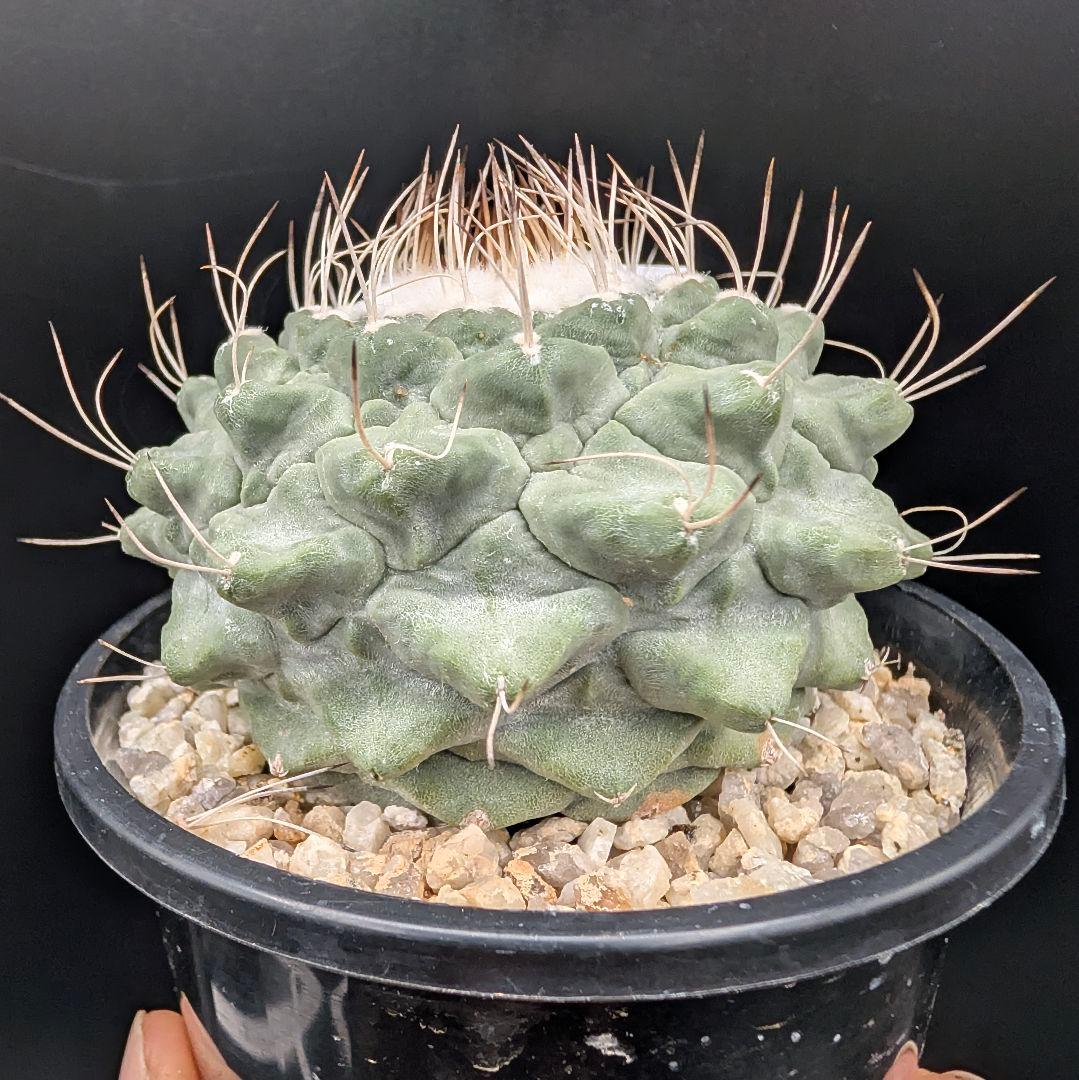 1*o様 菊水 大型タイプ国内実生 鉢植え メルカリ便送料込み