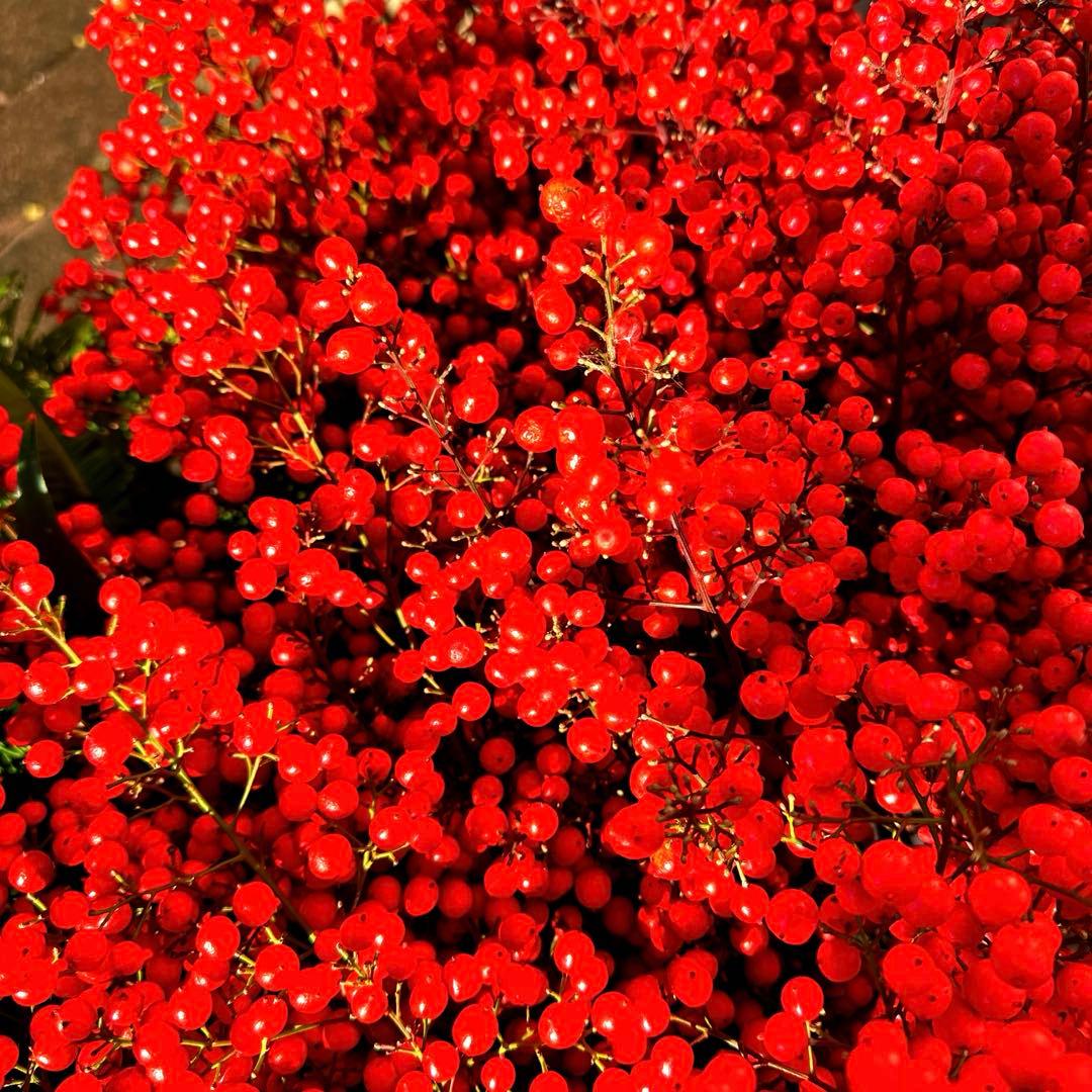 枝・実・果実 canary