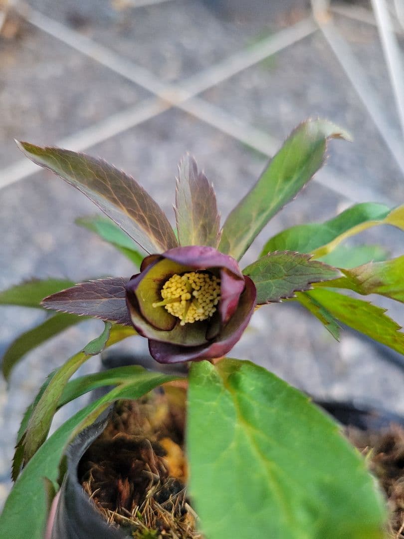 原種交配系　プチドール　シングル　クリスマスローズ