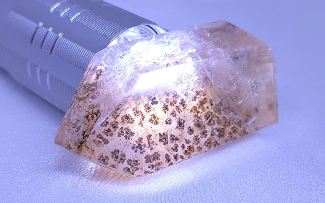 デンドリティック　ゴールデンヒーラー　ポイント　虹　豹柄　リバーシブル