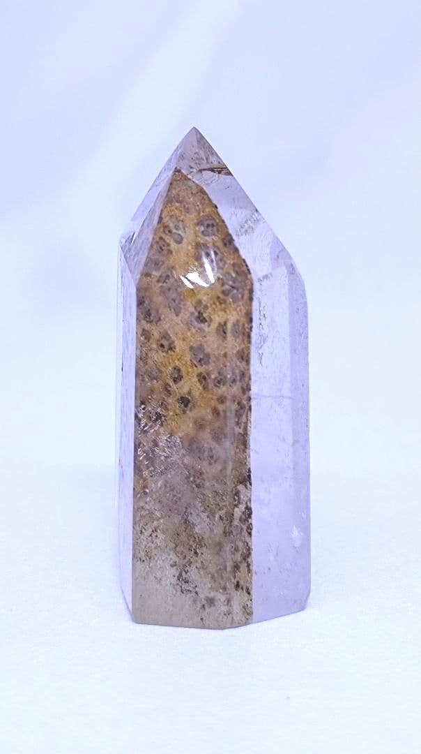 デンドリティック　ゴールデンヒーラー　ポイント　虹　豹柄　リバーシブル