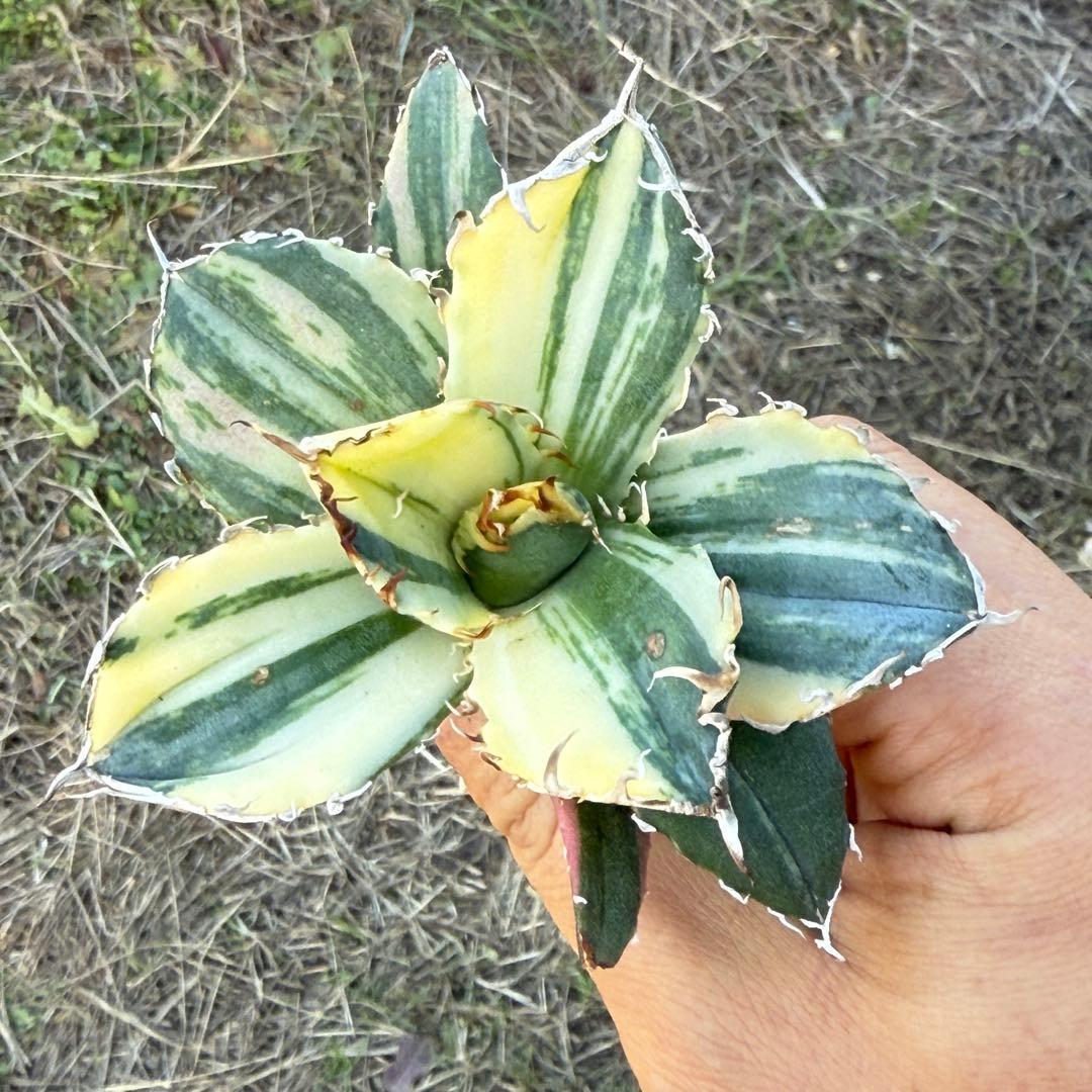 アガベ チタノタ 白鯨錦 縞斑