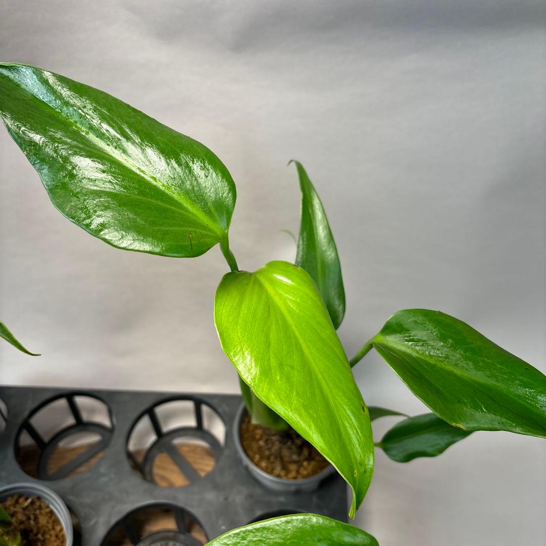 ぴ*く様 5株ms51セットモンステラ バールマルクスフレーム