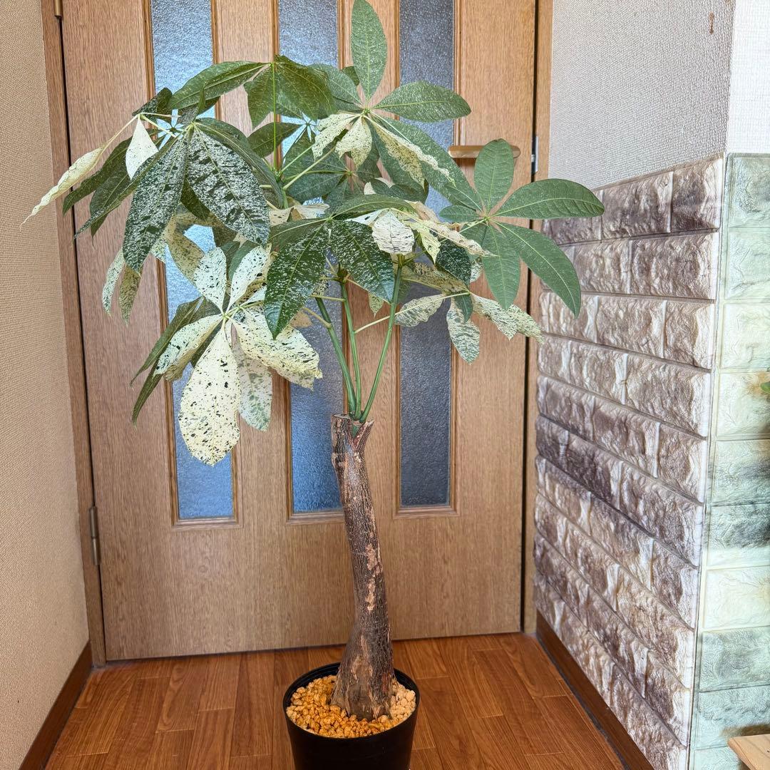 パキラ　ミルキーウェイ　接木　5号鉢