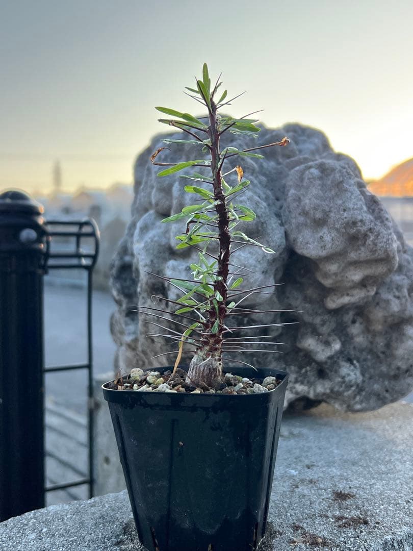 フォークイエリア　プルプシー　2025年産　沖縄実生株