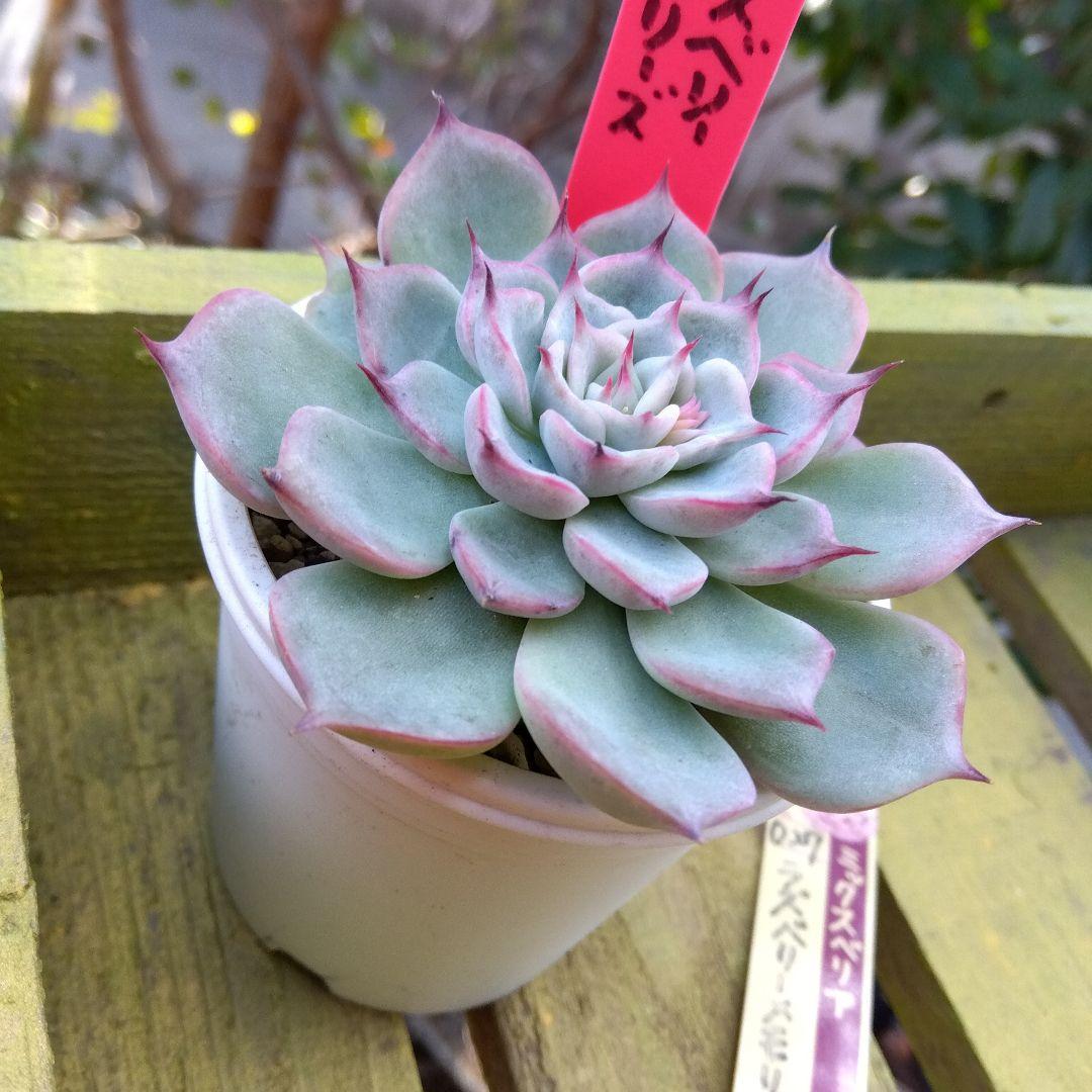 札付き✡️027 ラズベリーメモリーズ✡️おらいさん ミックスベリア 多肉