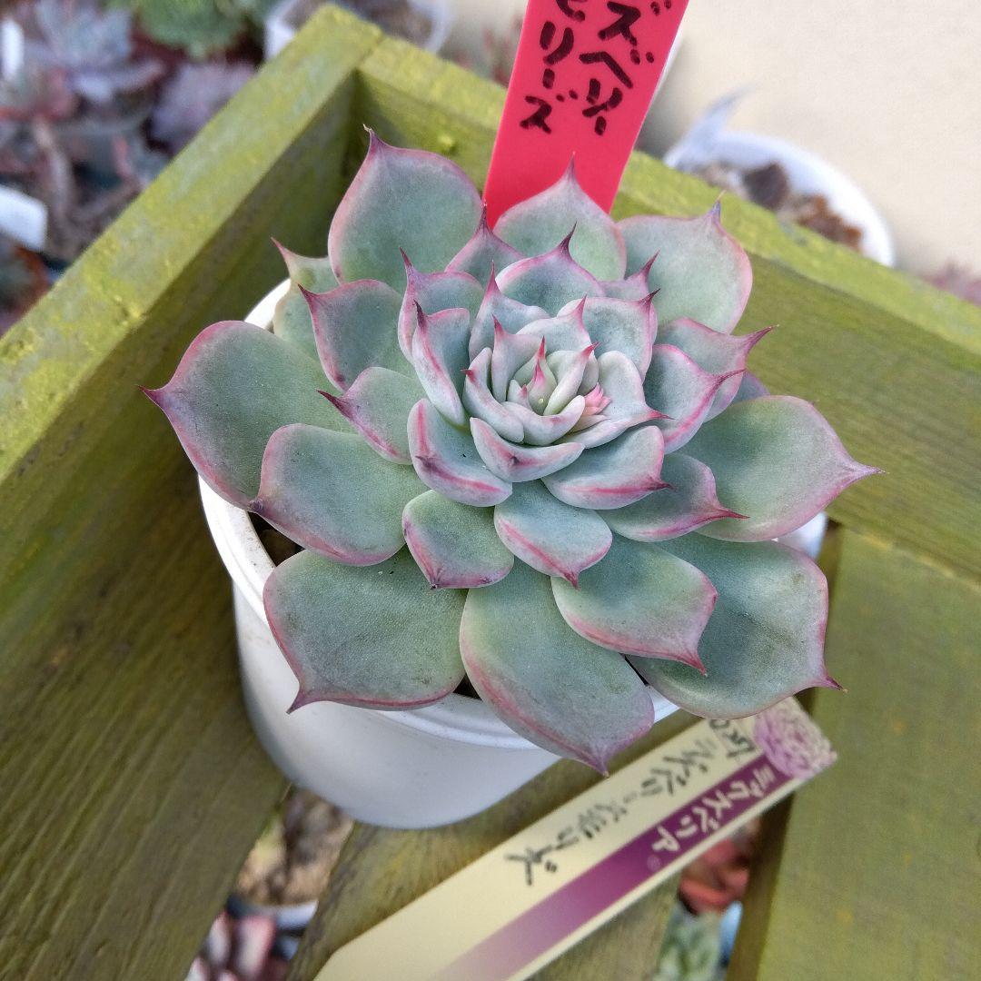 札付き✡️027 ラズベリーメモリーズ✡️おらいさん ミックスベリア 多肉