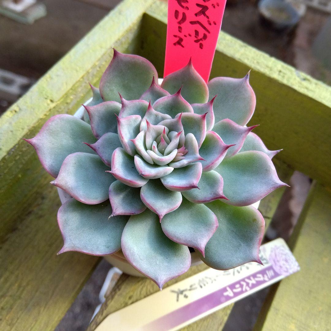 札付き✡️027 ラズベリーメモリーズ✡️おらいさん ミックスベリア 多肉