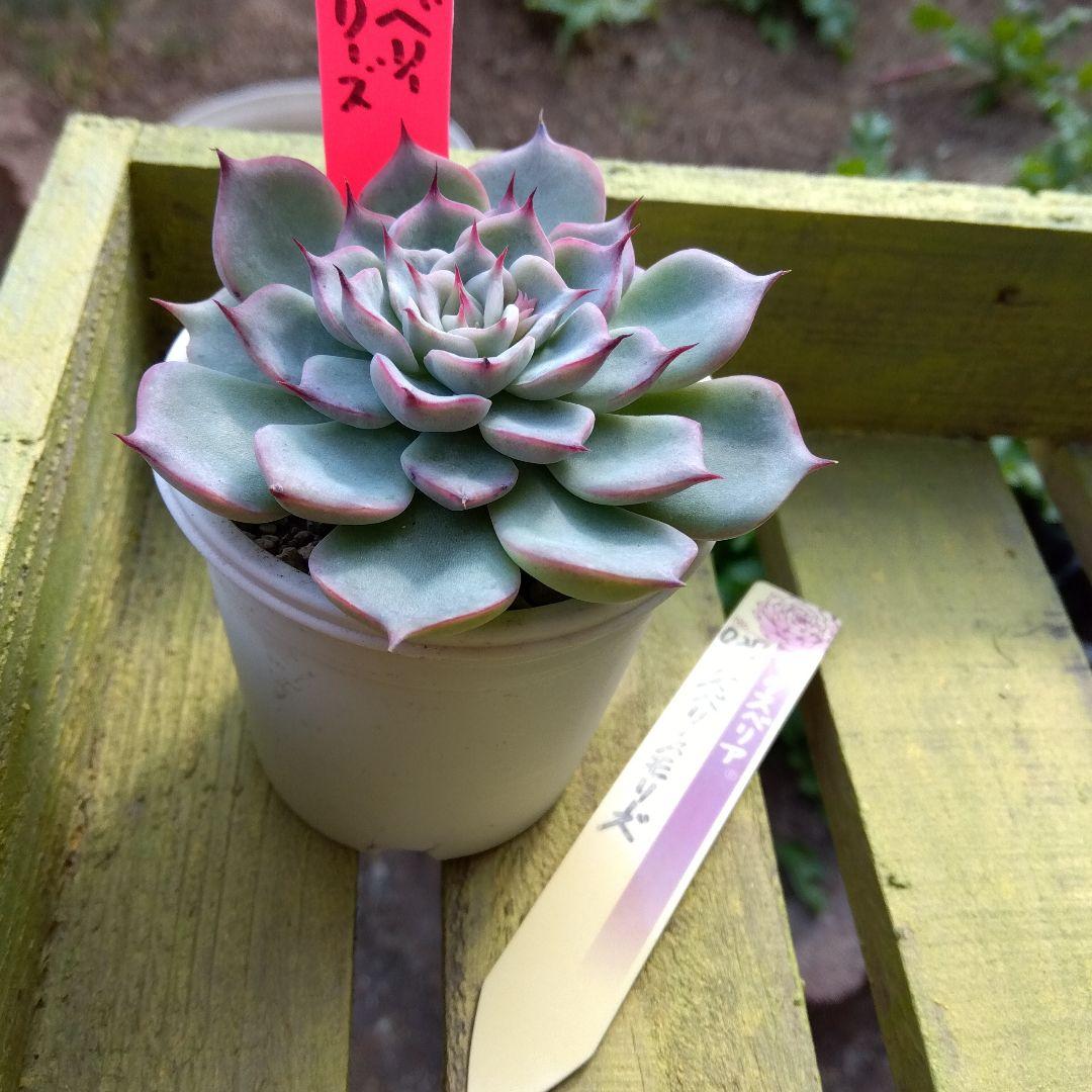 札付き✡️027 ラズベリーメモリーズ✡️おらいさん ミックスベリア 多肉