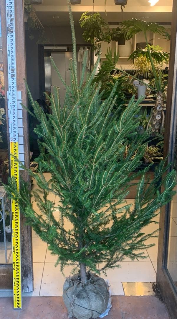 もみの木　モミのキ　苗木　170cm