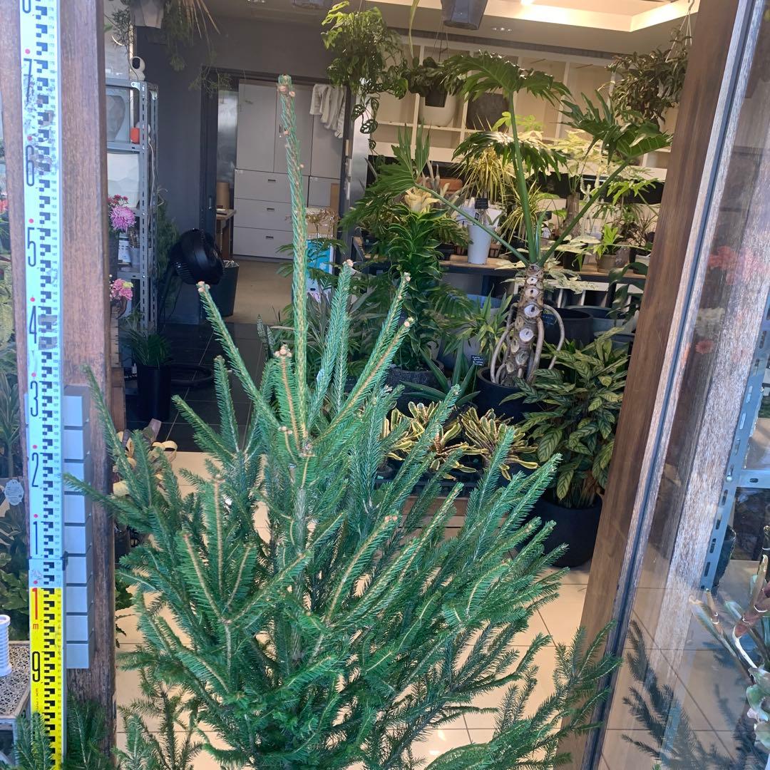 もみの木　モミのキ　苗木　170cm