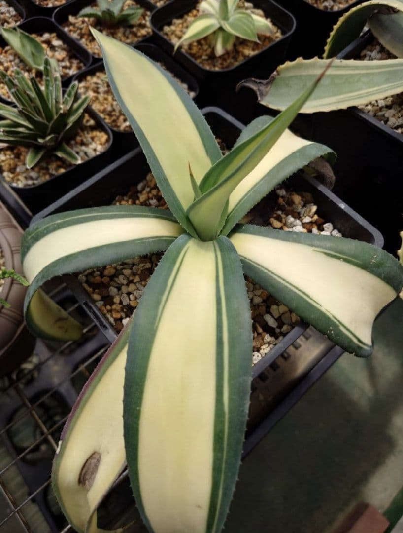 アガベ　ウェベリー黄中斑　ウェベリー中斑