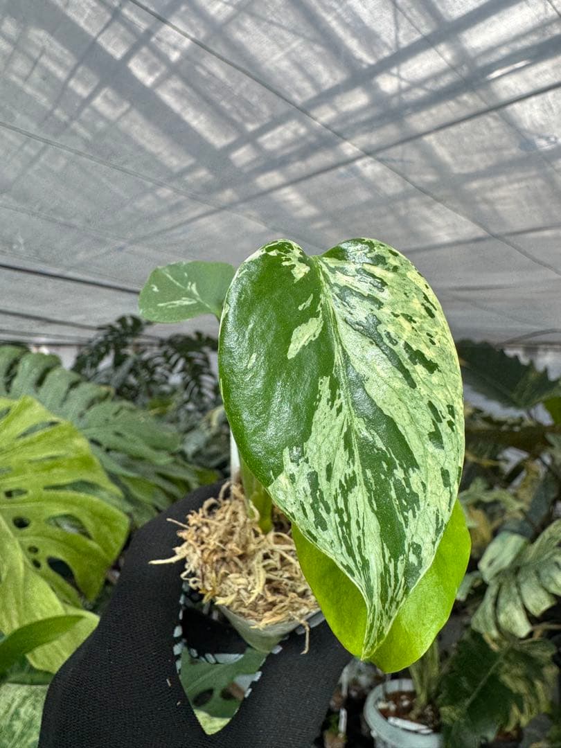 A5モンステラ　デリシオーサ　ベトシオーサ　2寸ポリポット　ネコポス発送