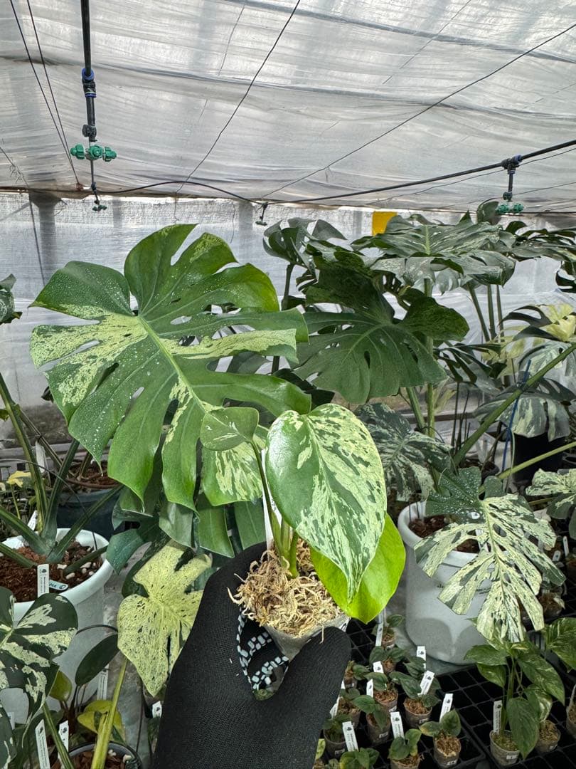 A5モンステラ　デリシオーサ　ベトシオーサ　2寸ポリポット　ネコポス発送