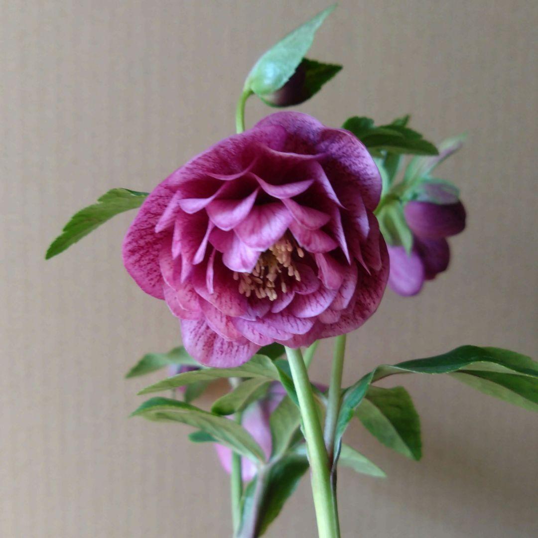 クリスマスローズ　パープル系dd　開花株