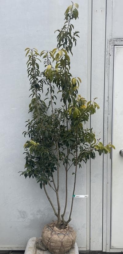 《現品》ソヨゴ　株立ち(雄雌不明株)　樹高1.7ｍ（根鉢含まず）589【苗木】