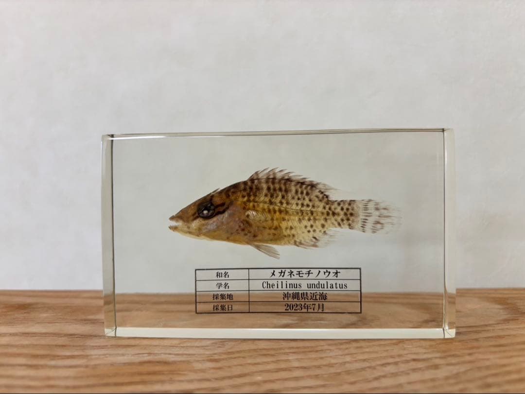 【超美品,希少種】ナポレオンフィッシュ（メガネモチノウオ）樹脂封入標本