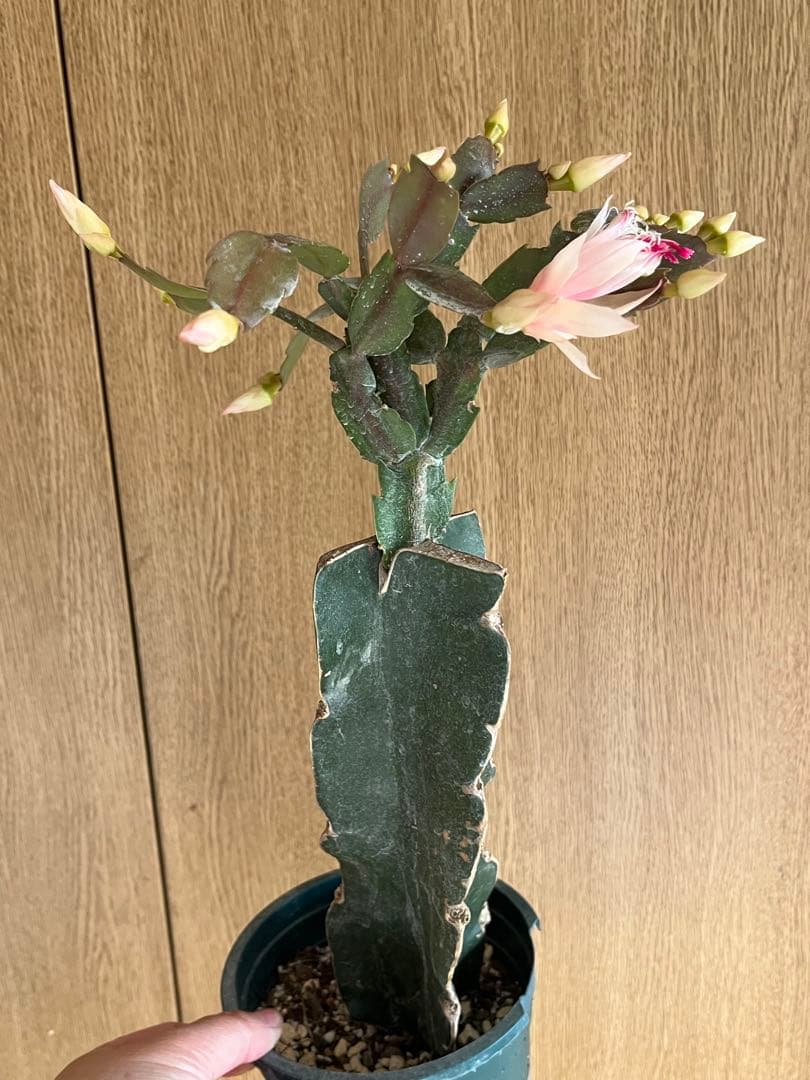 シャコバサボテン　接ぎ木