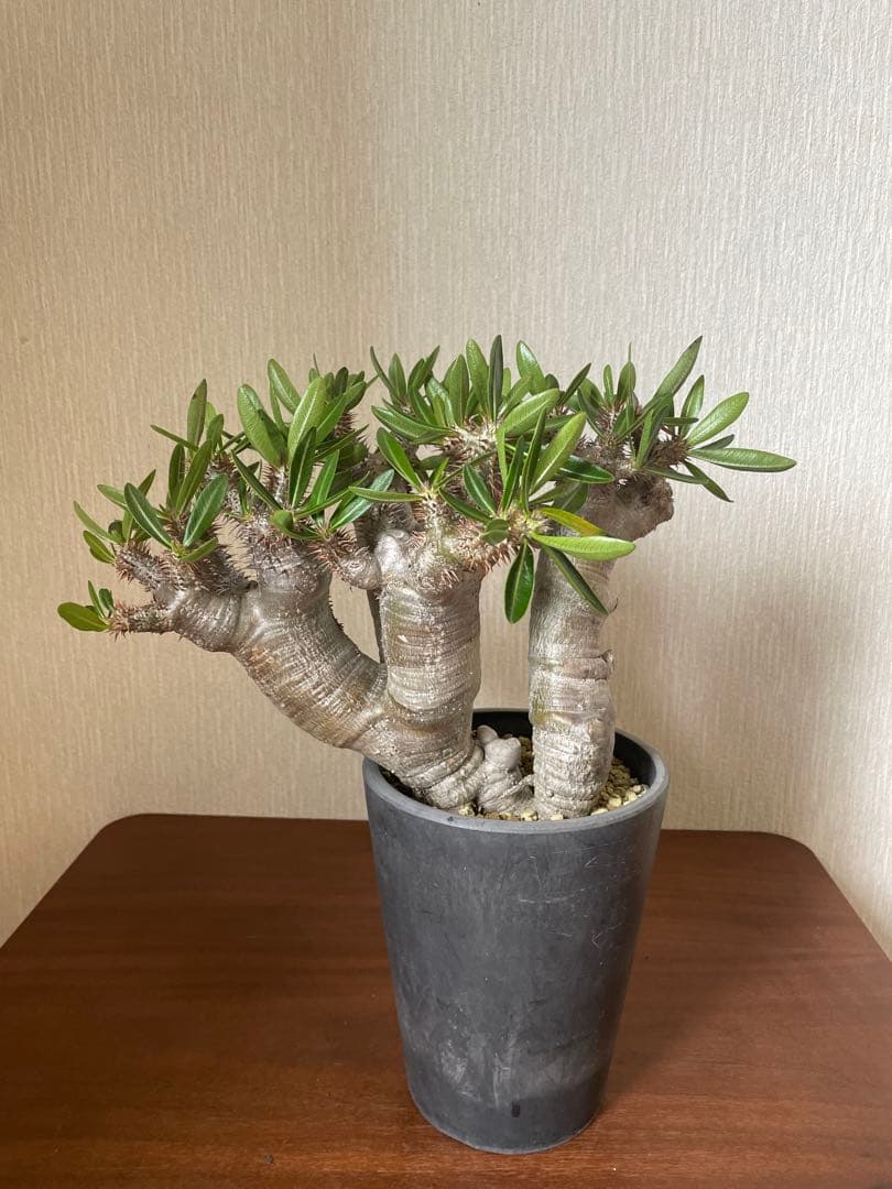 最終値下げ　パキポディウム　ブレビカリックス