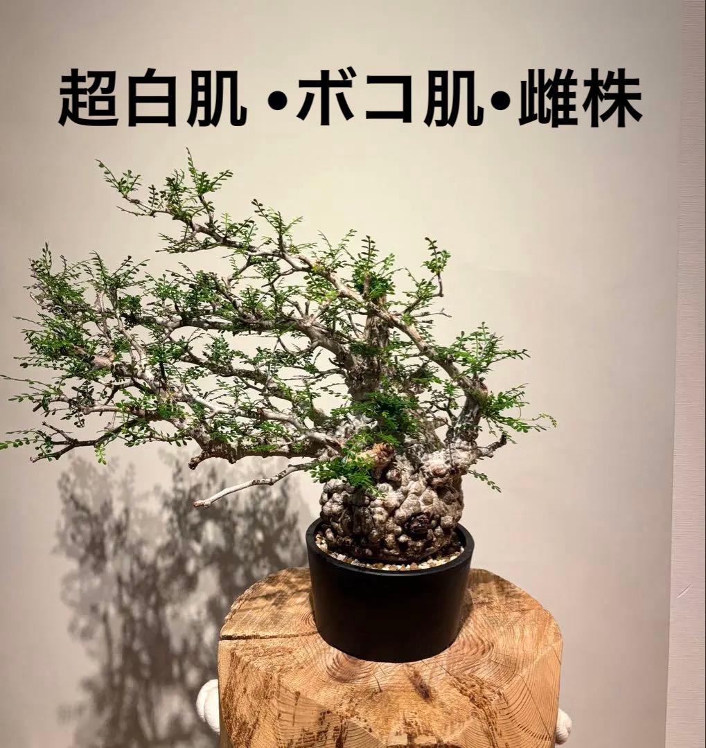 超美肌　雌株　ボコ肌　白肌　オペルクリカリア　パキプス　塊根植物