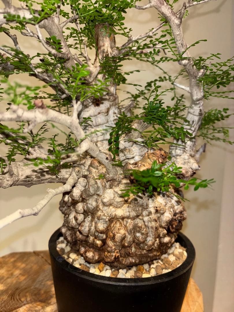 超美肌　雌株　ボコ肌　白肌　オペルクリカリア　パキプス　塊根植物