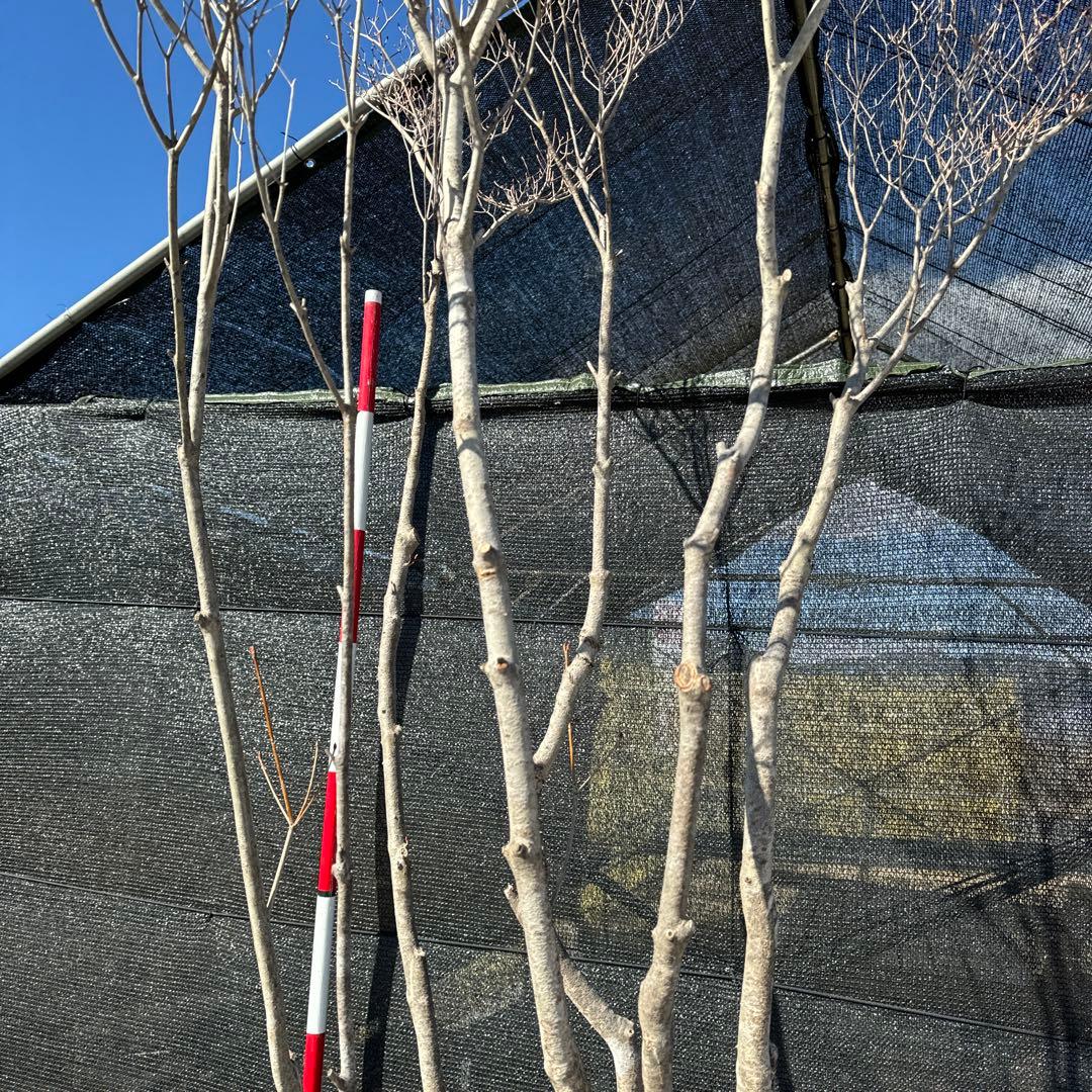 《お引き取り/本州配送可》特大極上株/ドウダンツツジ【現品限り】6