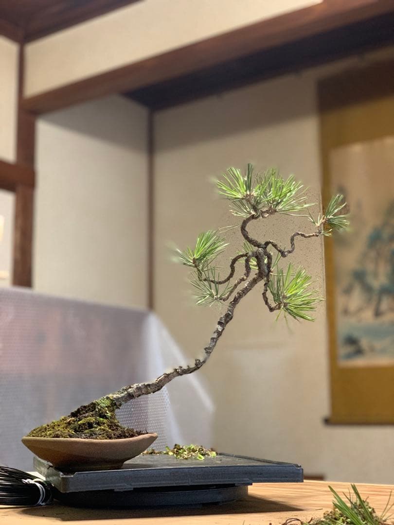 檄古木　持込古い山採り文人黒松（検索/小品　懸崖　真柏　赤松　盆栽　ジン）