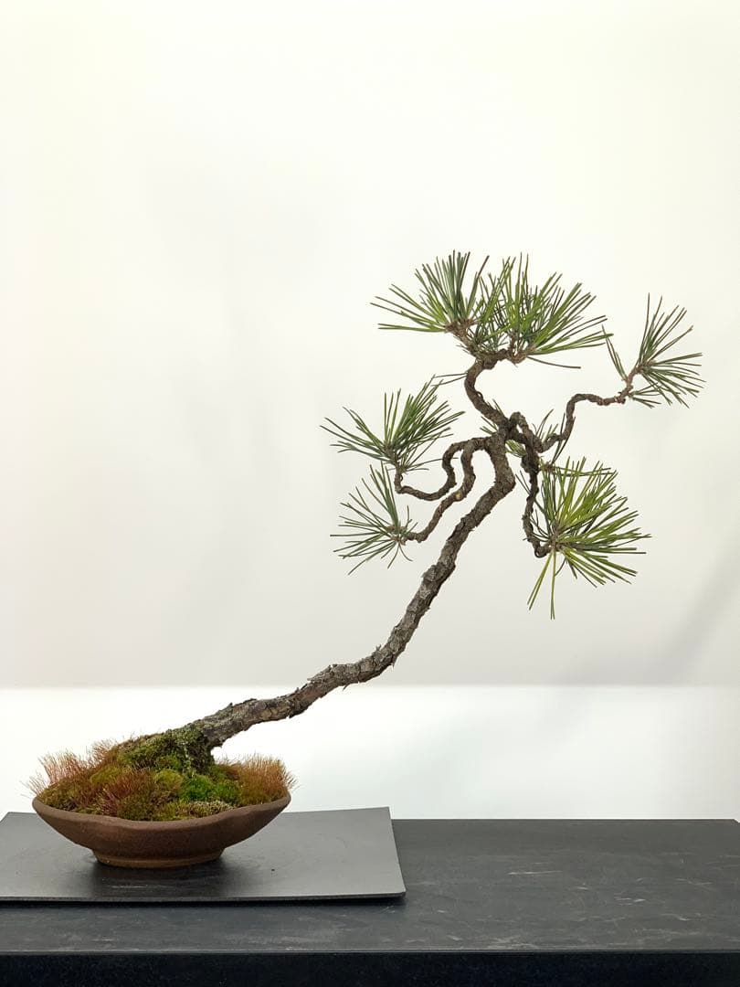 檄古木　持込古い山採り文人黒松（検索/小品　懸崖　真柏　赤松　盆栽　ジン）