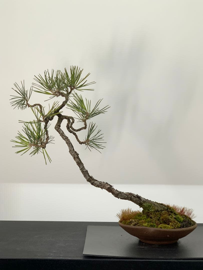 檄古木　持込古い山採り文人黒松（検索/小品　懸崖　真柏　赤松　盆栽　ジン）