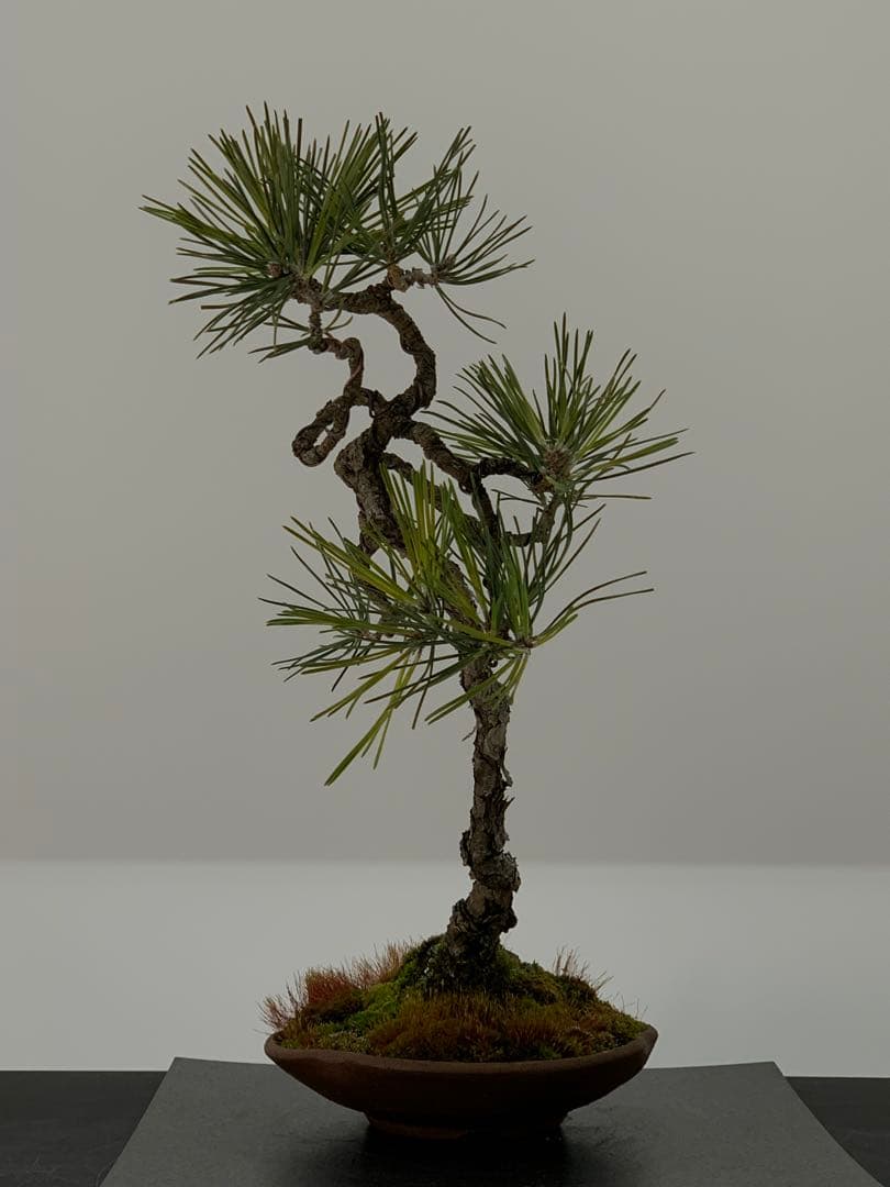 檄古木　持込古い山採り文人黒松（検索/小品　懸崖　真柏　赤松　盆栽　ジン）