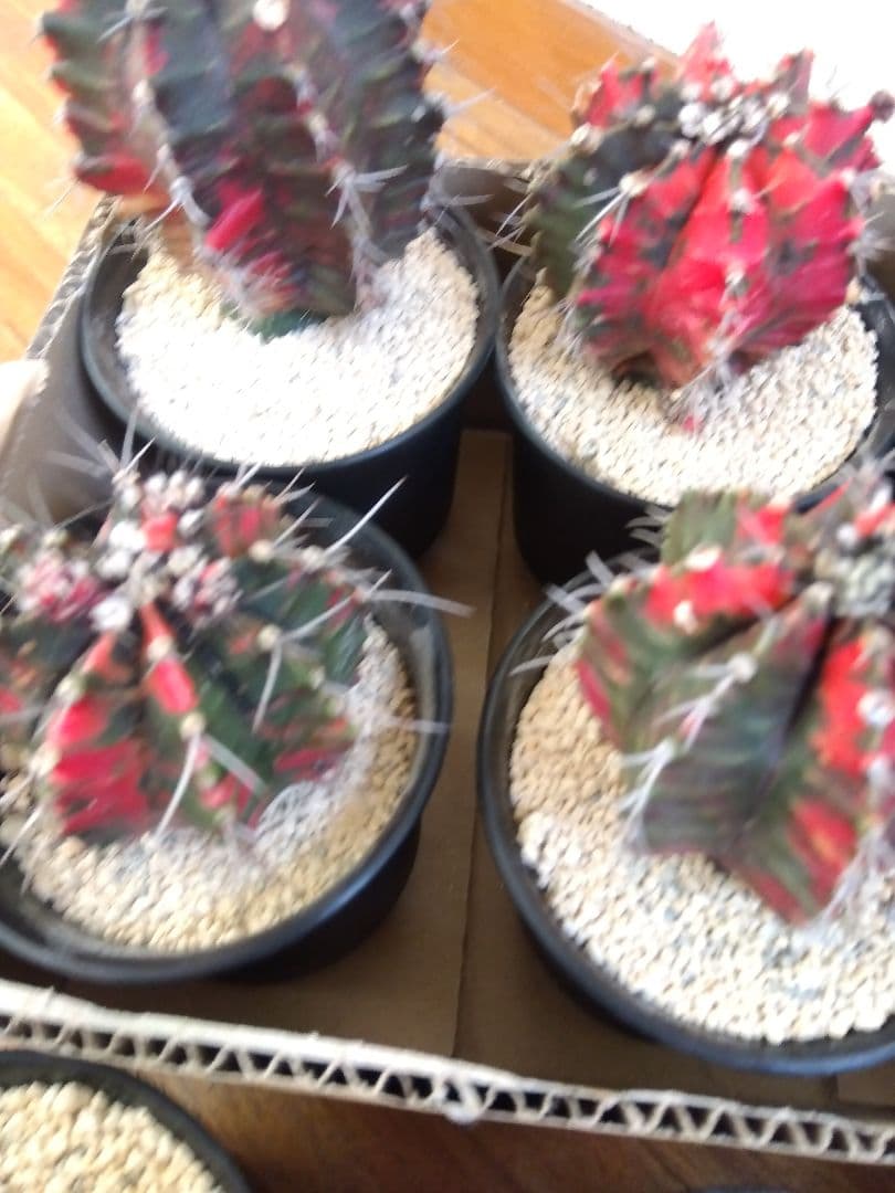 サボテン　緋牡丹錦　接木　9鉢セット❗大特価❗　①