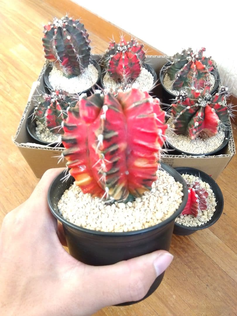 サボテン　緋牡丹錦　接木　9鉢セット❗大特価❗　①