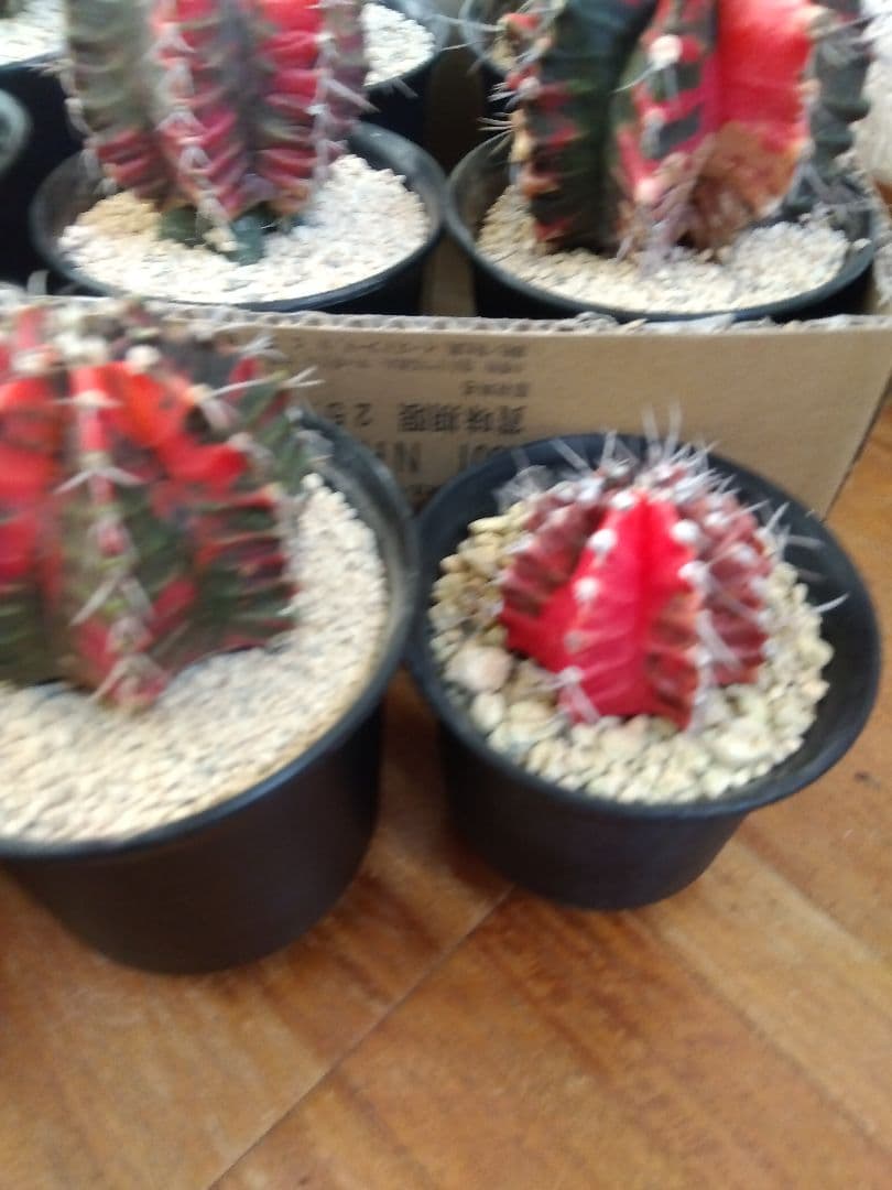 サボテン　緋牡丹錦　接木　9鉢セット❗大特価❗　①