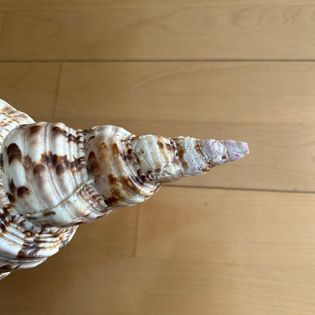 法螺貝　ホラ貝　沖縄県産　天然　貝殻 約30cm