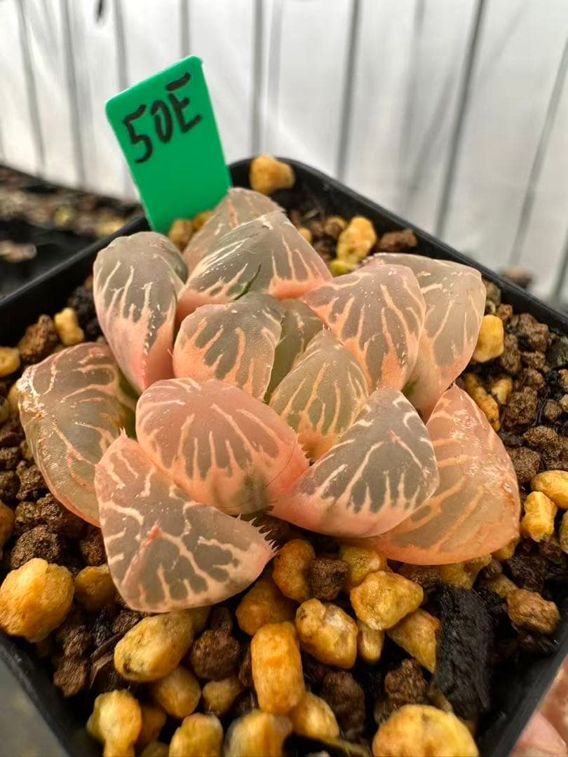 50E 多肉植物 ハオルチア OM✖️赤い鳥錦 糊斑