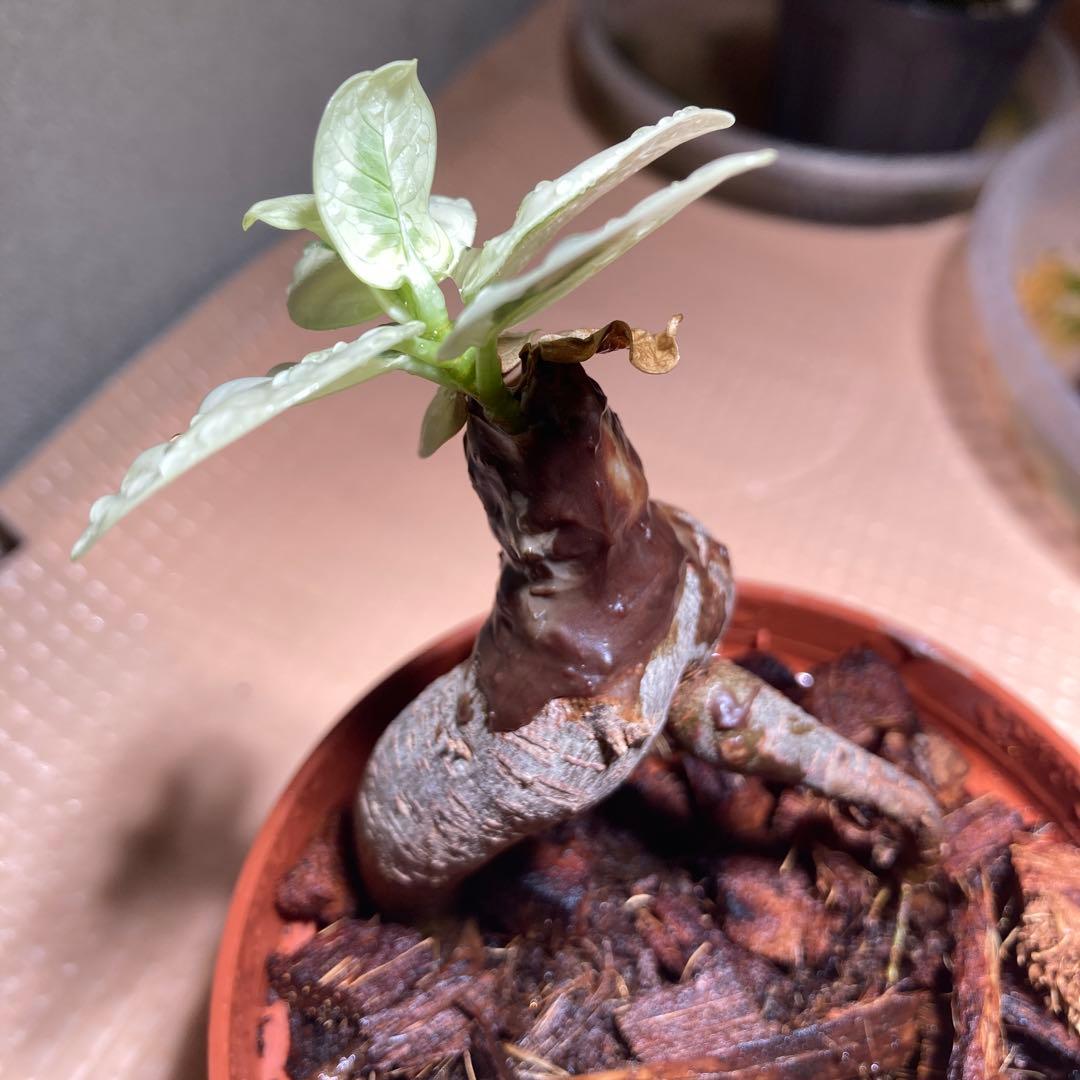 白パンダガジュマル